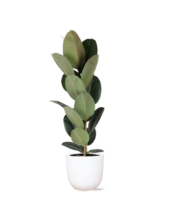 Ficus Elastica Robusta – Ø21cm – ↕90cm in Boule WIT pot