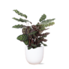 Calathea Makoyana Ø21cm – ↕70cm in Boule WIT pot