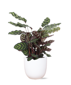 Calathea Makoyana Ø21cm – ↕70cm in Boule WIT pot