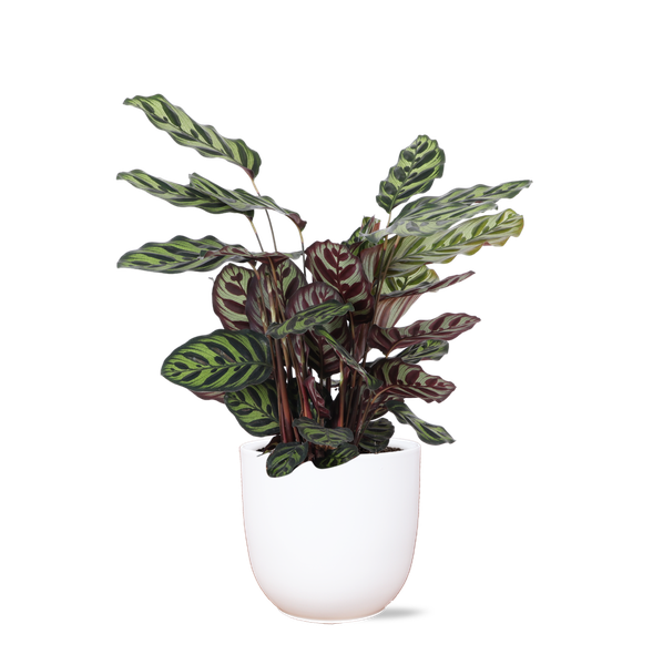 Calathea Makoyana Ø21cm – ↕70cm in Boule WIT pot