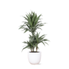 Dracaena Warneckii Ø21cm – ↕65cm in Boule WIT pot