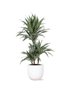 Dracaena Warneckii Ø21cm – ↕65cm in Boule WIT pot