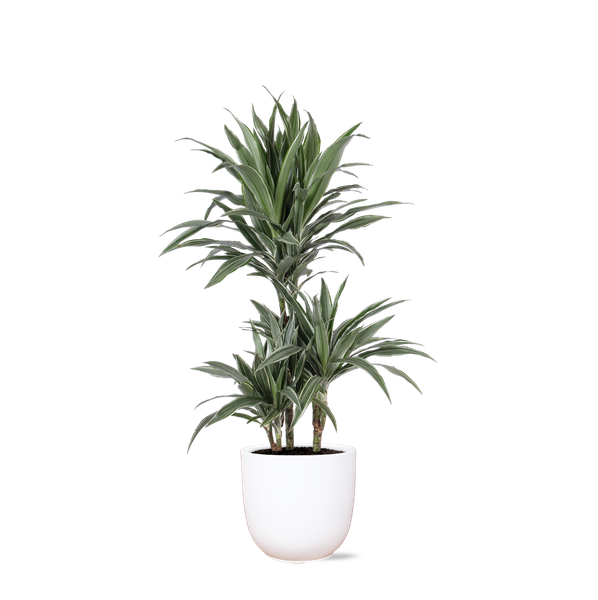 Dracaena Warneckii Ø21cm – ↕65cm in Boule WIT pot