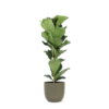 Ficus Lyrata – Ø21cm – ↕90cm in Boule OLIJF pot