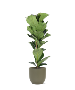 Ficus Lyrata – Ø21cm – ↕90cm in Boule OLIJF pot