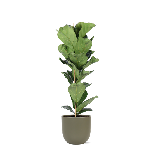 Ficus Lyrata – Ø21cm – ↕90cm in Boule OLIJF pot