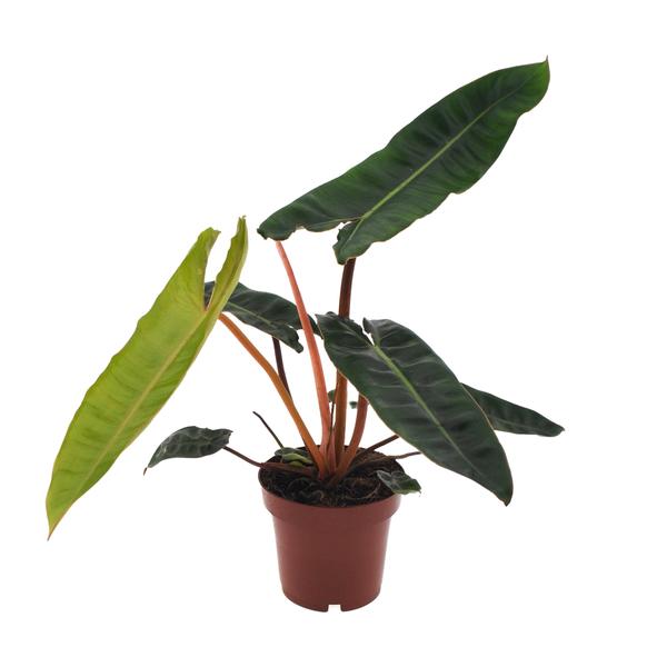 Philodendron Billietiae – Ø12cm – ↕25cm