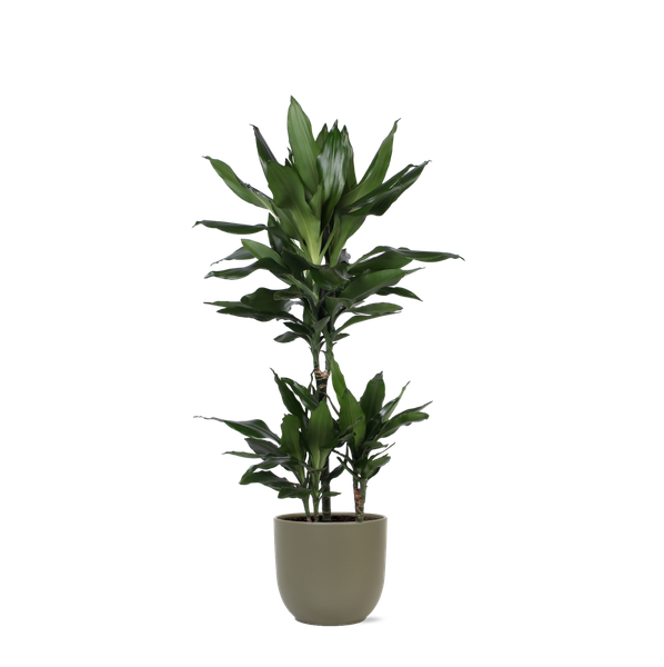 Dracaena Janet Lind Ø21cm – ↕90cm in Boule OLIJF pot