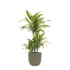 Dracaena Lemon Lime Ø21cm – ↕65cm in Boule OLIJF pot