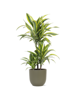 Dracaena Lemon Lime Ø21cm – ↕65cm in Boule OLIJF pot