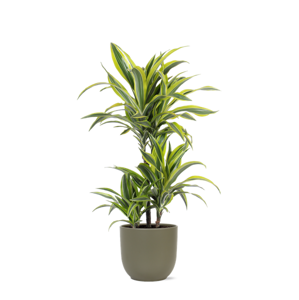 Dracaena Lemon Lime Ø21cm – ↕65cm in Boule OLIJF pot