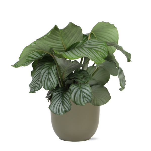 Calathea Orbifolia Ø21 cm – ↕70 cm in Boule Oliv Topf