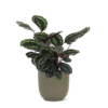 Calathea Medaillon Ø21cm – ↕70cm in Boule OLIJF pot