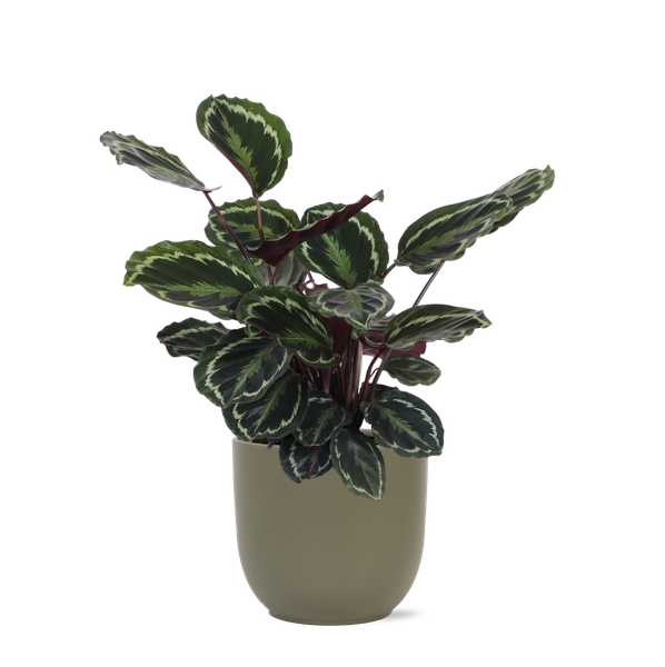 Calathea Medaillon Ø21cm – ↕70cm in Boule OLIJF pot