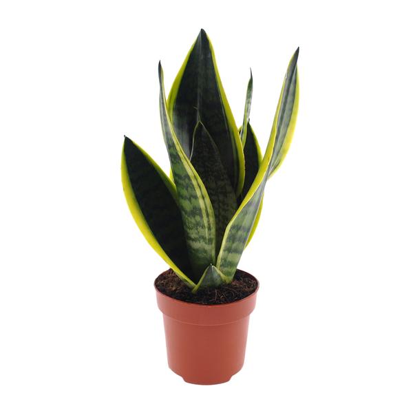 Sansevieria Futura Superba – Ø12cm – ↕30cm