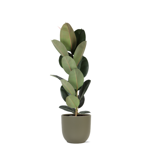 Ficus Elastica Robusta – Ø21cm – ↕90cm in Boule OLIJF pot