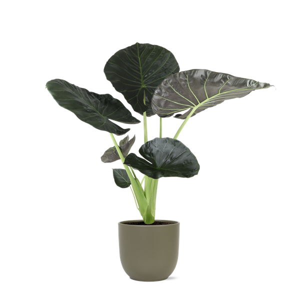 Alocasia Regal Shield Ø 21 cm – ↕100 cm im Übertopf Boule OLIJF