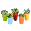 Vetplanten-Mischung 5,5 cm – 5x – in gekleurde plasticpot