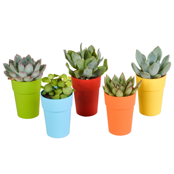 Vetplanten-Mischung 5,5 cm – 5x – in gekleurde plasticpot