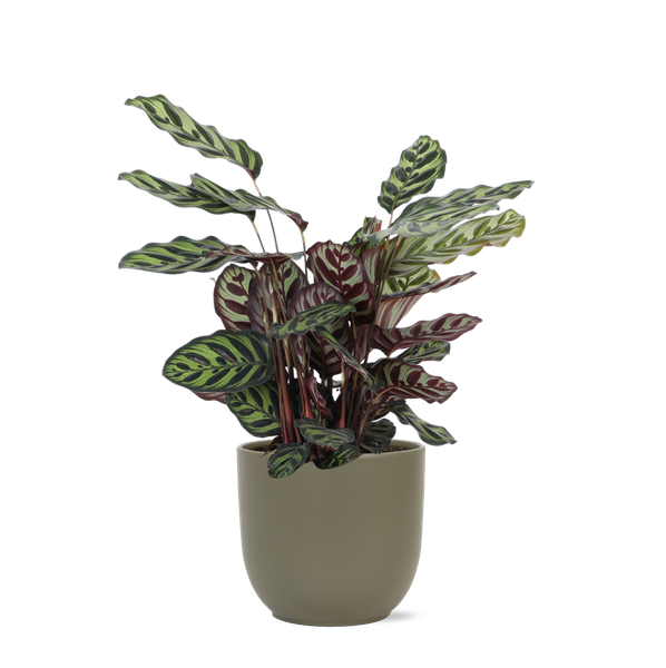 Calathea Makoyana Ø21cm – ↕70cm in Boule OLIJF pot