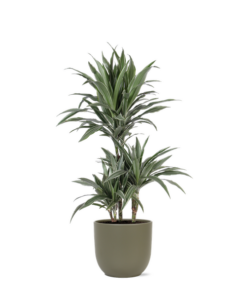 Dracaena Warneckii Ø21cm – ↕65cm in Boule OLIJF pot