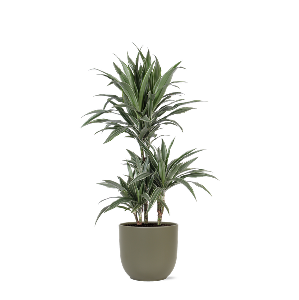 Dracaena Warneckii Ø21cm – ↕65cm in Boule OLIJF pot