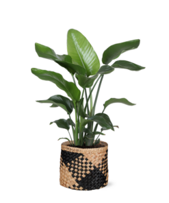 Strelitzia Nicolai – Ø21cm – ↕80cm in Albury BLACK print mand