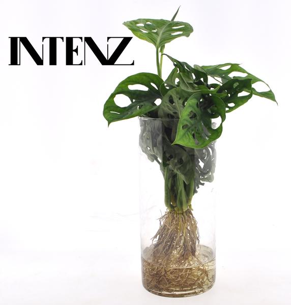 Monstera in Cylinder glas – Ø12cm – ↕25cm