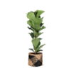 Ficus Lyrata – Ø21cm – ↕90cm in Albury BLACK print mand