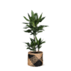 Dracaena Janet Lind Ø21cm – ↕90cm in Albury BLACK print mand