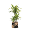 Dracaena Lemon Lime Ø21cm – ↕65cm in Albury BLACK print mand