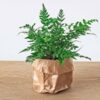 Varen – Athyrium spicatum – Terrarium plant – Potmaat 8