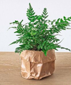 Varen – Athyrium spicatum – Terrarium plant – Potmaat 8