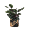 Calathea Medaillon Ø21cm – ↕70cm in Albury BLACK print mand