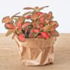 Fittonia Oranje – Roze – Ruby Lime – Mozaiekplantje – Potmaat 8