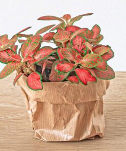 Fittonia Oranje – Roze – Ruby Lime – Mozaiekplantje – Potmaat 8