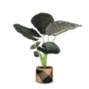 Alocasia Regal Shield Ø 21cm – ↕100 cm im Übertopf Albury BLACK Mand