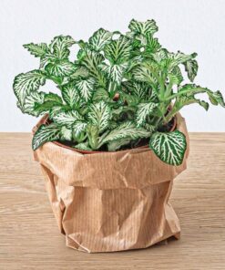 Fittonia Wit – White Tiger – Mozaiekplantje – Terrarium plant – Potmaat 8