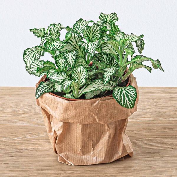 Fittonia Wit – White Tiger – Mozaiekplantje – Terrarium plant – Potmaat 8