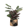 Calathea Makoyana Ø21cm – ↕70cm in Albury BLACK print mand