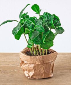 Coffea Arabica – Koffieplant – Terrarium plant – Potmaat 6