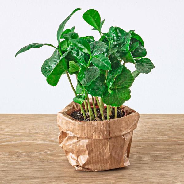 Coffea Arabica – Koffieplant – Terrarium plant – Potmaat 6