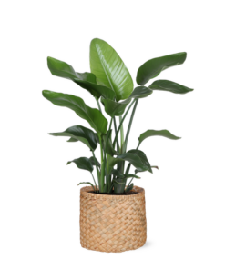 Strelitzia Nicolai – Ø21cm – ↕80cm in Albury NATURAL mand