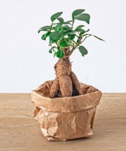 Ficus Ginseng bonsai – Microcarpa – Potmaat Ø 6 cm