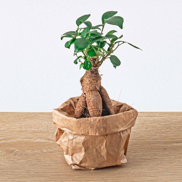 Ficus Ginseng bonsai – Microcarpa – Potmaat Ø 6 cm