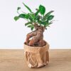 Ficus microcarpa ginseng bonsai – Potmaat 8,5