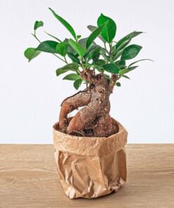 Ficus microcarpa ginseng bonsai – Potmaat 8,5