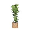 Ficus Lyrata – Ø21cm – ↕90cm in Albury NATURAL mand