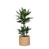 Dracaena Janet Lind Ø21cm – ↕90cm in Albury natural mand