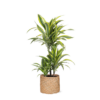 Dracaena Lemon Lime Ø21cm – ↕65cm in Albury NATURAL mand